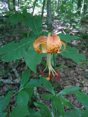 Lilium michauxii