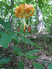 Lilium michauxii