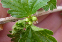 Ribes hirtellum