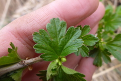 Ribes hirtellum