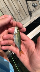 Richardsonius balteatus