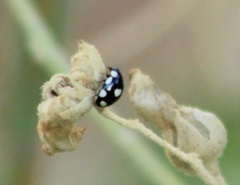 Hyperaspis octonotata