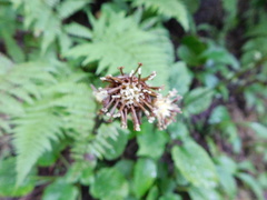Rugelia nudicaulis