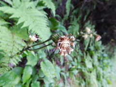 Rugelia nudicaulis