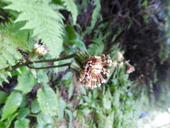 Rugelia nudicaulis