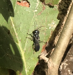 Lyroda