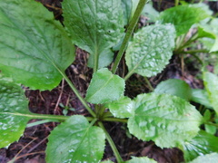 Rugelia nudicaulis