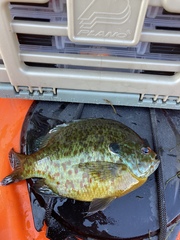 Lepomis gibbosus × macrochirus