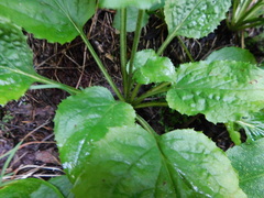 Rugelia nudicaulis