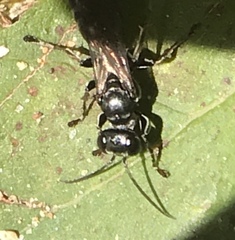 Lyroda