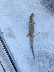 Elgaria multicarinata