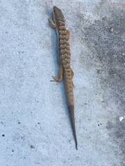 Elgaria multicarinata