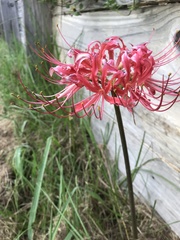 Lycoris