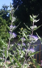 Caryopteris × clandonensis