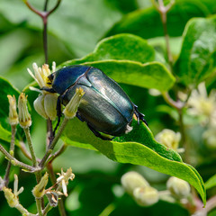 Protaetia cuprea