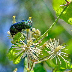 Protaetia cuprea