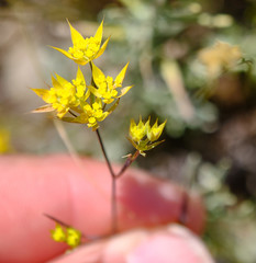 Bupleurum veronense