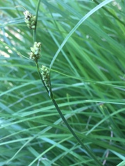 Carex tomentosa