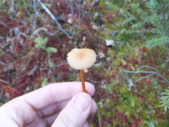 Strobilurus conigenoides