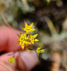 Bupleurum veronense