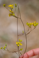 Bupleurum veronense