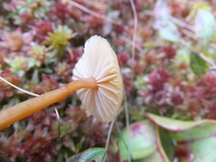 Strobilurus conigenoides