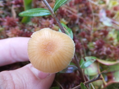 Strobilurus conigenoides