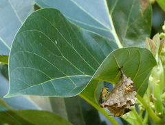 Mischocyttarus cerberus