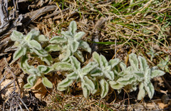Marrubium incanum