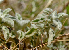 Marrubium incanum