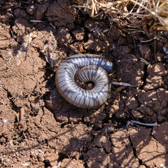 Acanthoiulus fuscipes