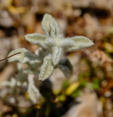 Marrubium incanum