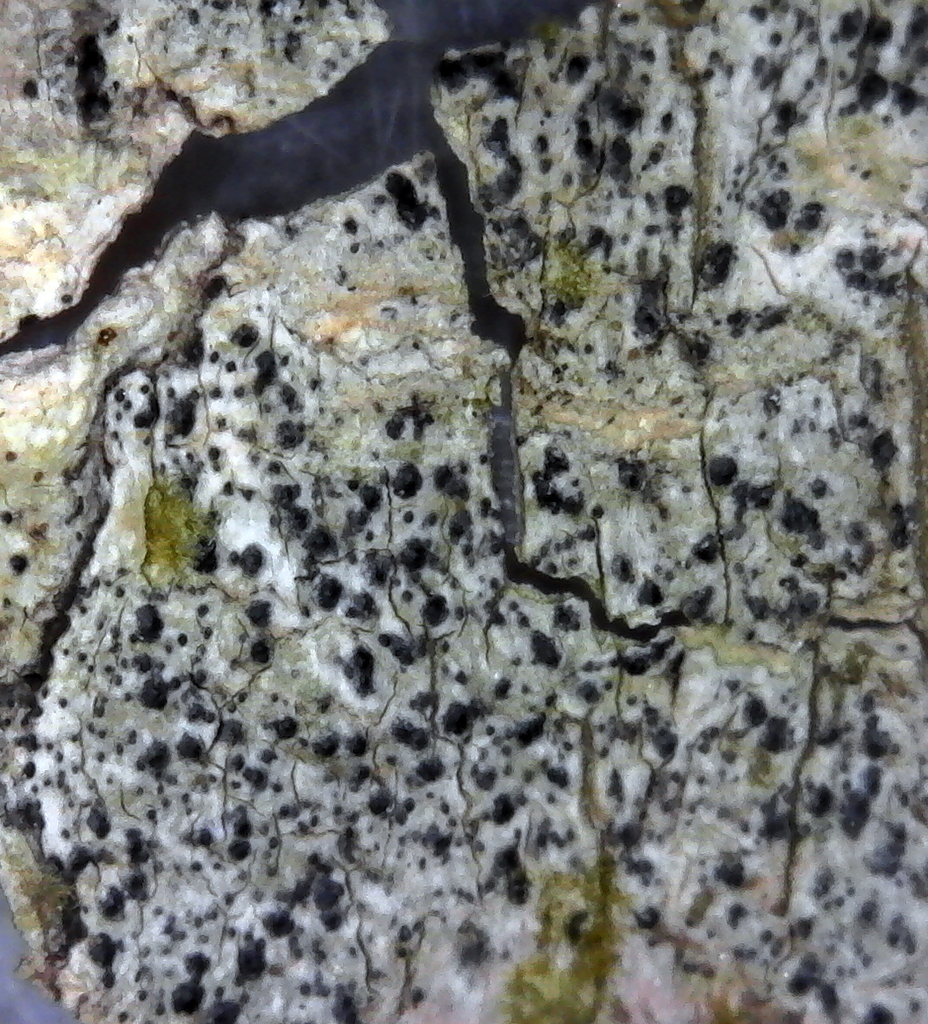 Arthopyrenia leptiza