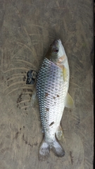 Prochilodus nigricans