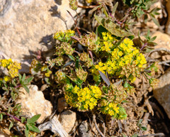 Bupleurum veronense