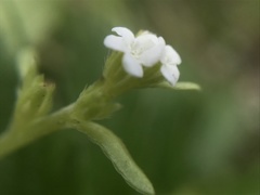 Plagiobothrys trachycarpus