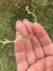 Plagiobothrys trachycarpus