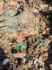 Pelargonium luteolum