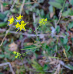 Bupleurum veronense