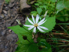 Eurybia chlorolepis