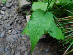 Eurybia chlorolepis