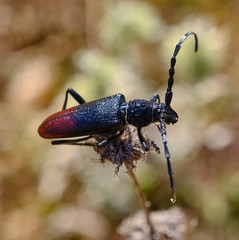 Cerambyx nodulosus