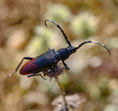Cerambyx nodulosus