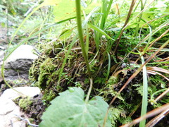 Eurybia chlorolepis