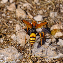 Cryptocheilus annulatus