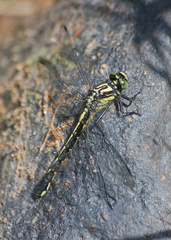 Hylogomphus adelphus