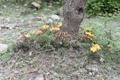 Mammillaria beneckei