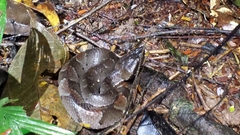 Bothrocophias hyoprora