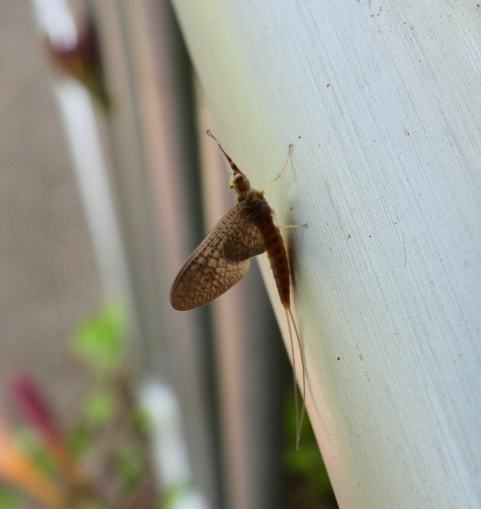 Isonychia sicca