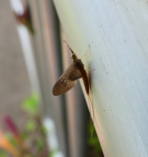 Isonychia sicca
